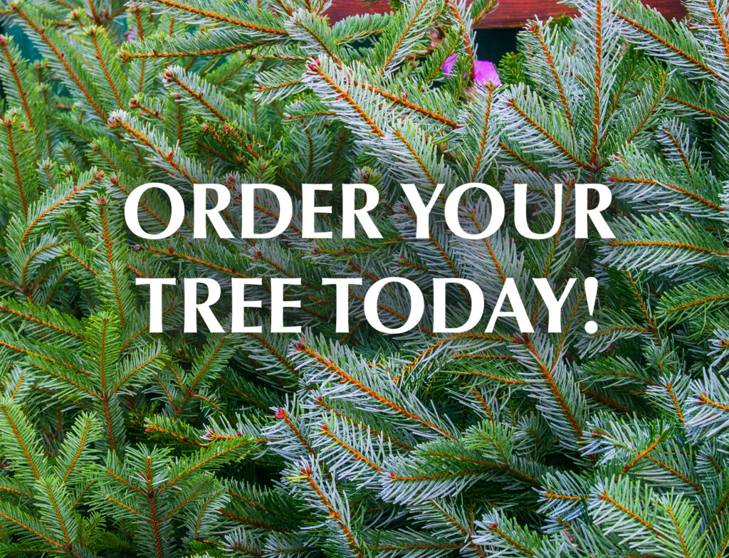 Order christmas best sale tree