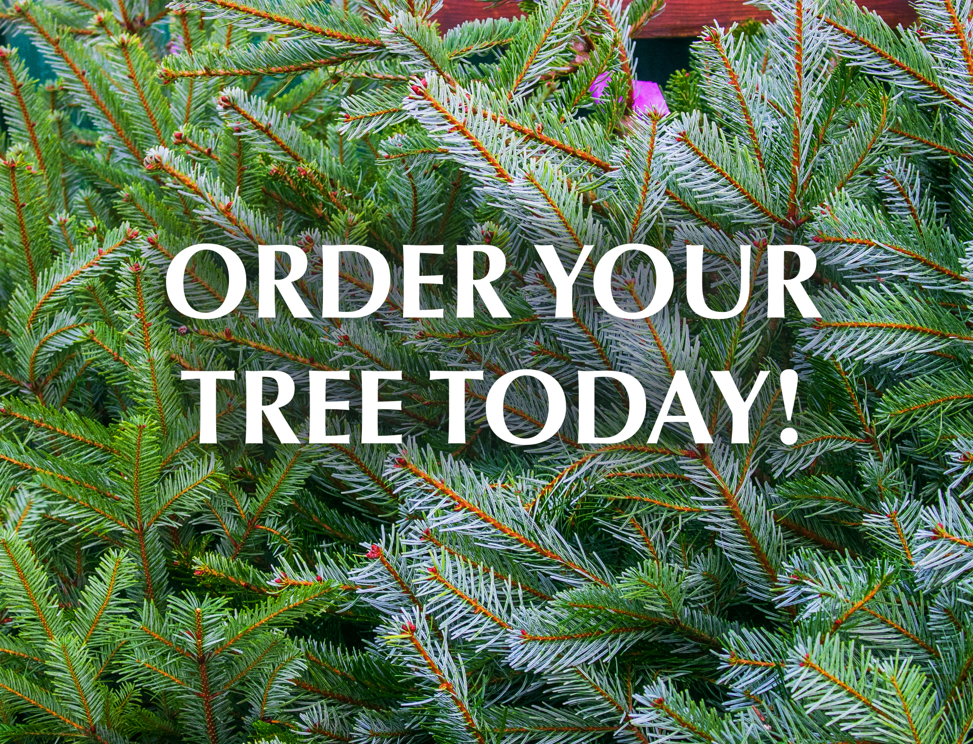 Order a deals christmas tree